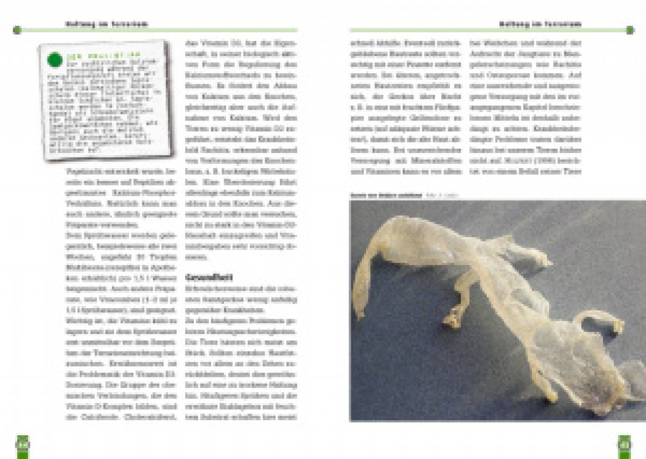Australische Samtgeckos
